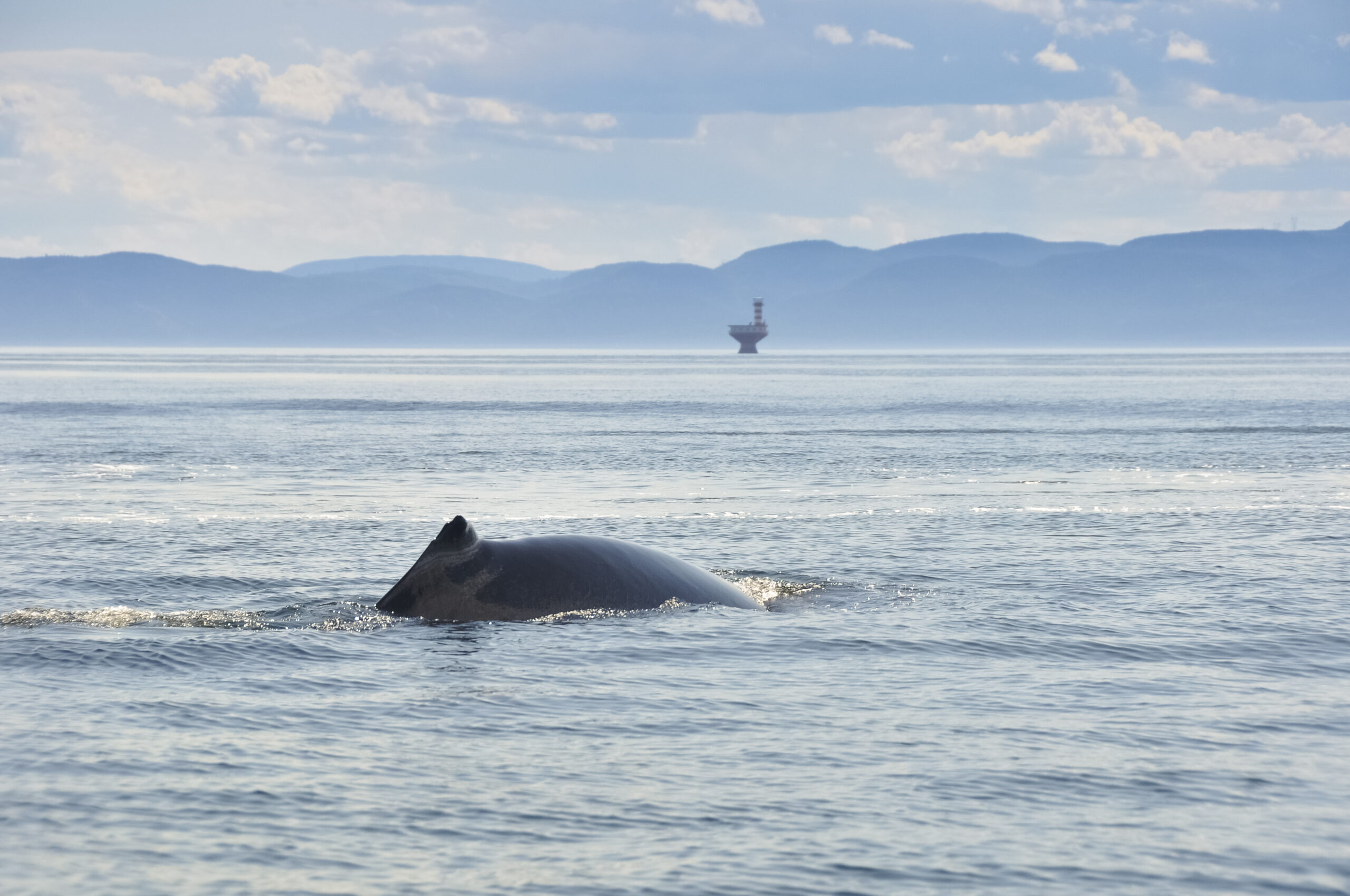 Comment les baleines peuvent sauver le monde ?