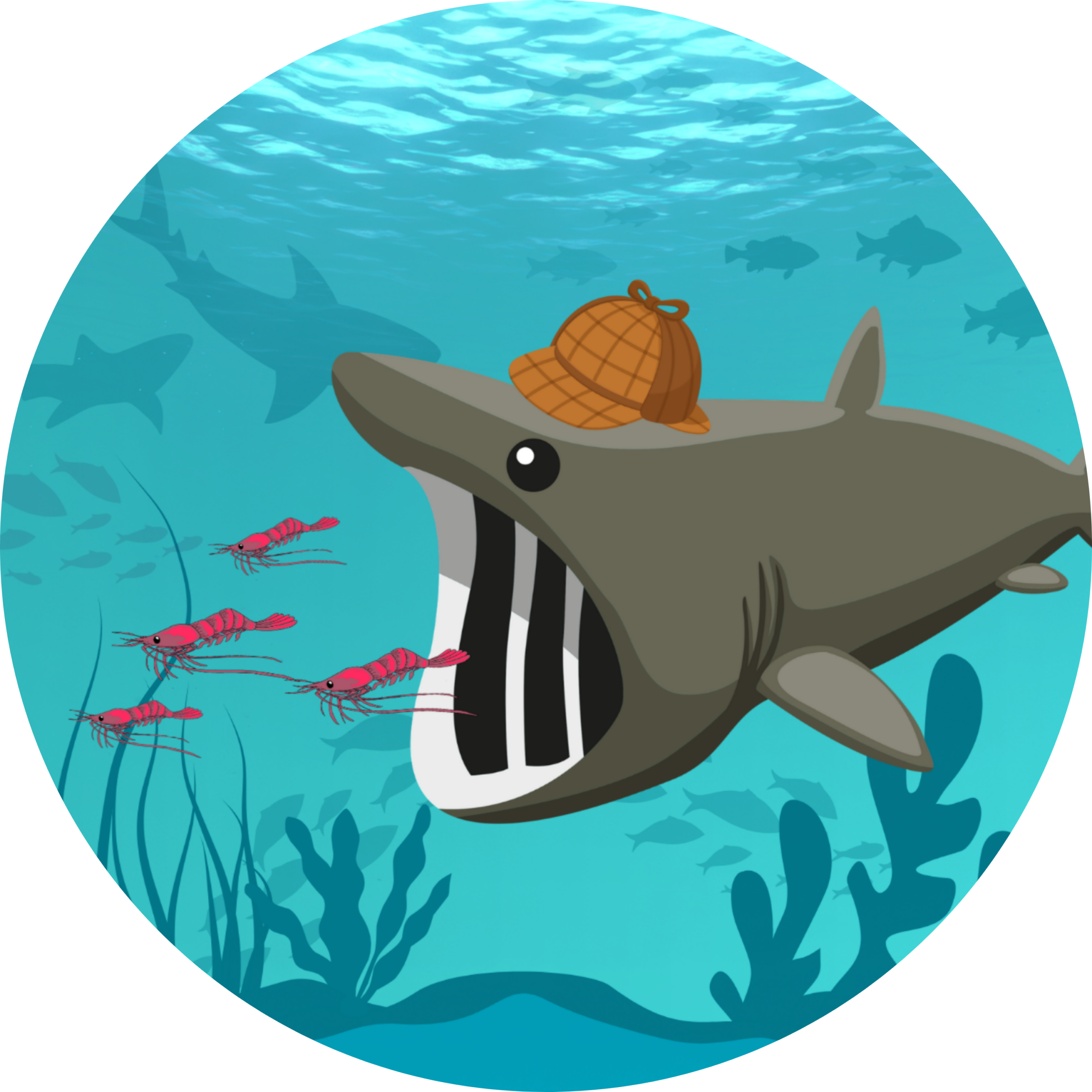 Sur la piste des Requins Saint-Laurent